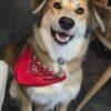 Maggie - 6 anni (nata il 1 febbraio 2019)  - Mix Levriero Afghano  - Taglia: Media  - Carattere: dolce, tranquilla, giocherellona Foto 2